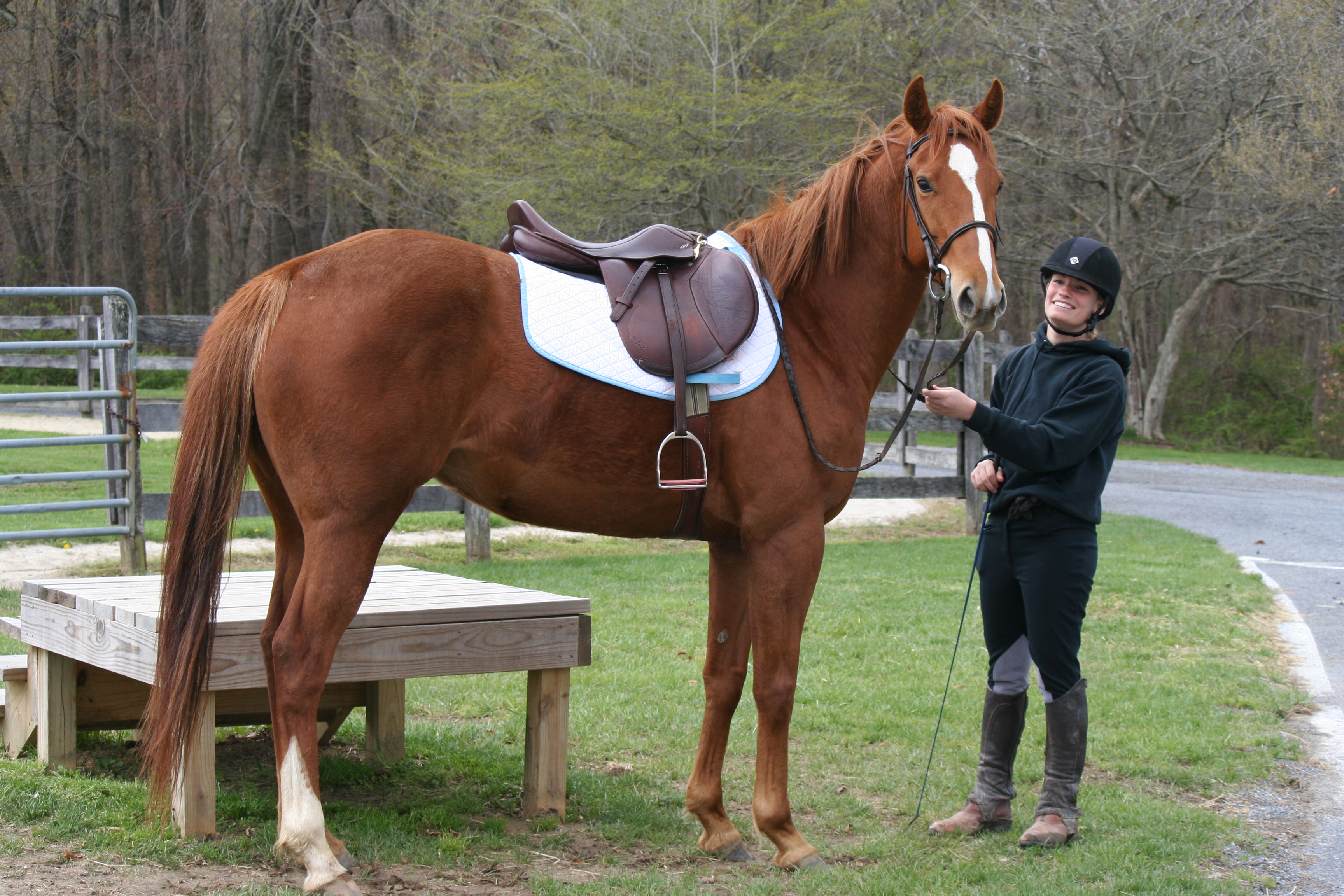 How to prepare for a photoshoot with your horse